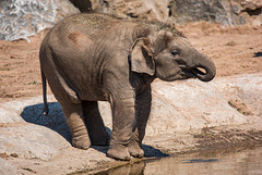 Baby elephant3