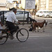 Goats loose on the street.