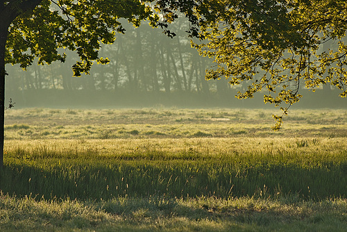 karge Weide im Morgenlicht