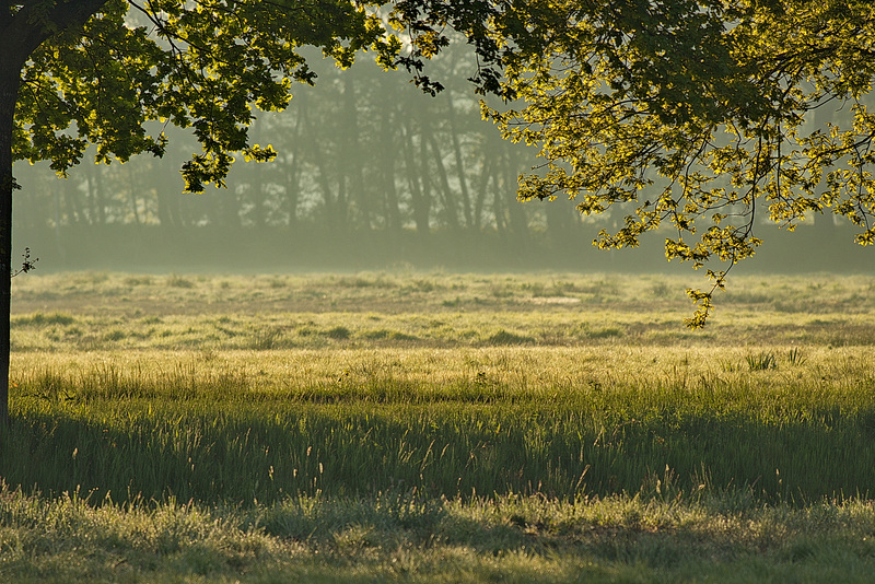 karge Weide im Morgenlicht