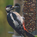 Greater Spotted Woodpecker