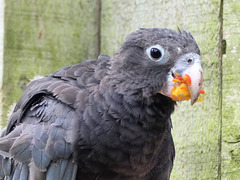 Newquay Zoo (17) - 24 September 2020