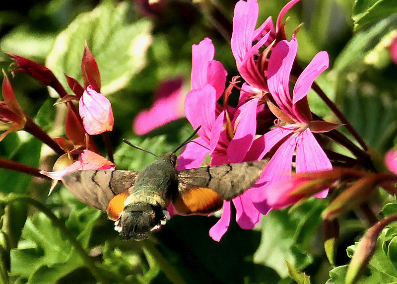 Taubenschwänzchen