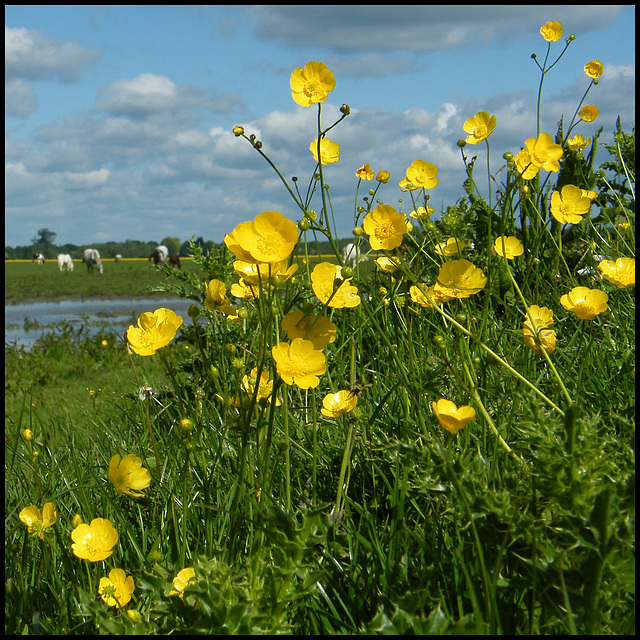 yellow is for buttercups