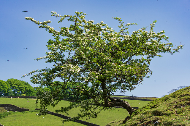 Hawthorn