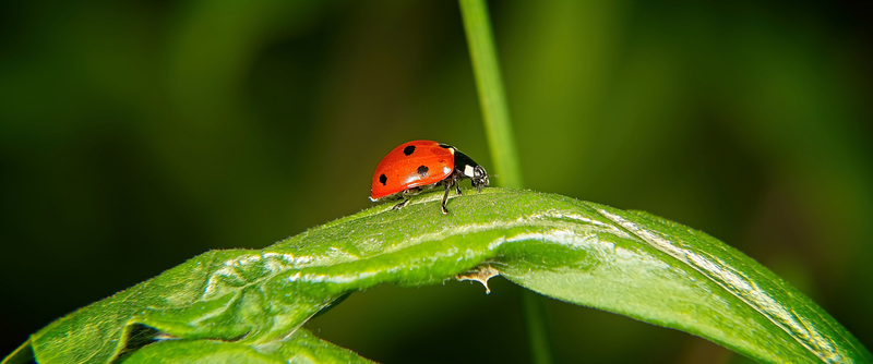 Gleich hab ich es geschafft,denkt sich der Siebenpunkt Marienkäfer :))  I'm almost there, the Coccinella septempunctata thinks :))  J'y suis presque, pense le Coccinella septempunctata :))