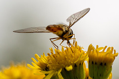 20140714 3913VRMw [D~LIP] Hainschwebfliege (Episyphus balteatus), [Wander-, Winterschwebfliege], UWZ, Bad Salzuflen