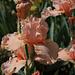 IMG 7523 (2)-Buisson de Rose ?