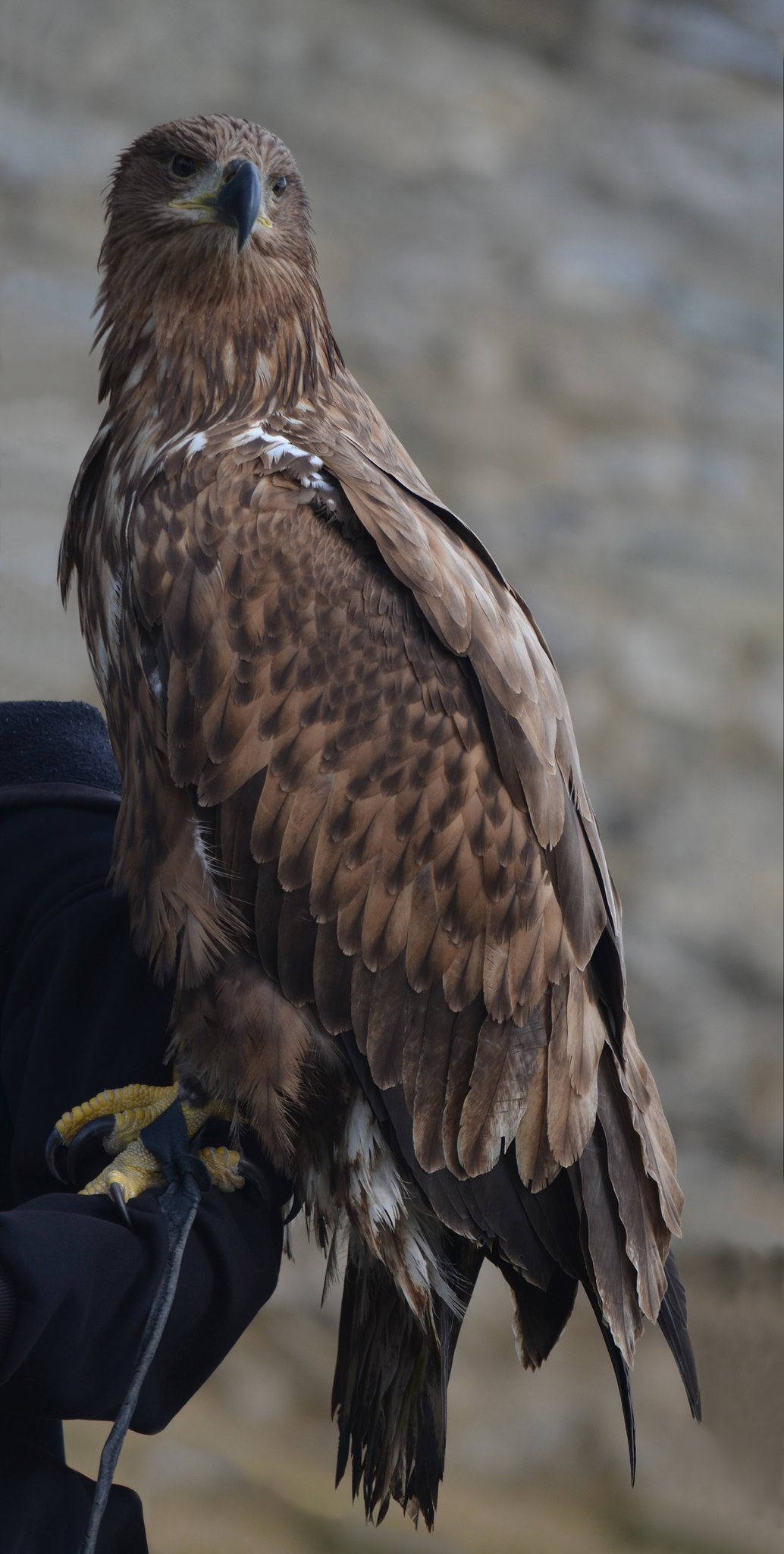 Орел в Каменец-Подольской крепости / Eagle in the Kamenets-Podolsky Fortress