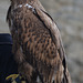 Орел в Каменец-Подольской крепости / Eagle in the Kamenets-Podolsky Fortress