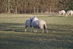 Sheep EF7A1184