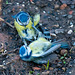 Blue tits fighting