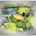 paruline obscure / tennessee warbler