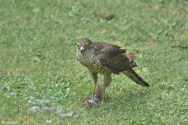 Sparrowhawk   /   May 2018