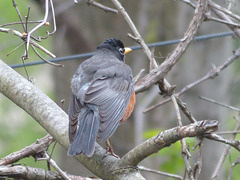 American Robin (1) - 15 May 2019