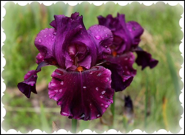 Iris Cherry Glen