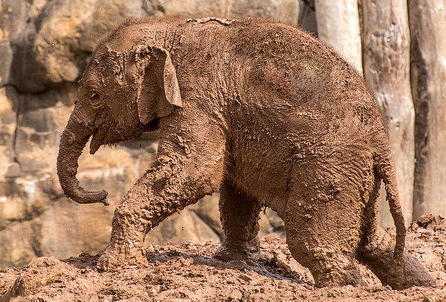 Baby elephant8