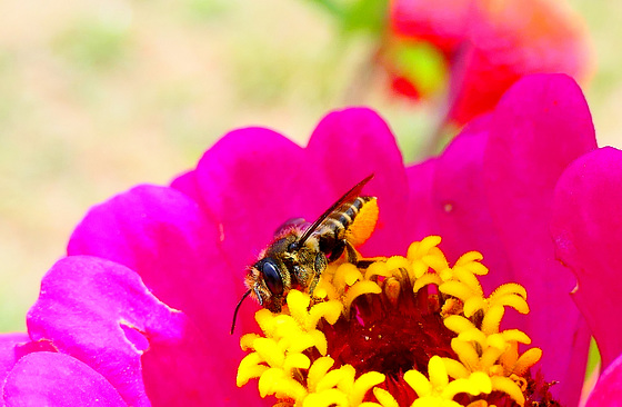 Le régal des abeilles...