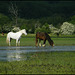 ponies in the water meadow