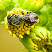 20230704 1564CPw [D~LIP] Jakobs-Greiskraut (Jacobaea vulgaris), Löcherbiene (Heriades truncorum), Bad Salzuflen