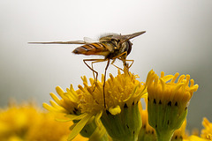 20140714 3912VRMw [D~LIP] Hainschwebfliege (Episyphus balteatus), [Wander-, Winterschwebfliege], UWZ, Bad Salzuflen