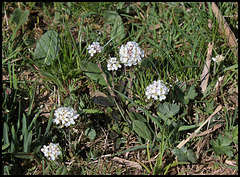 Noccaea caerulescens (2)
