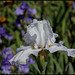 Wings Of Peace - Sutton 97
