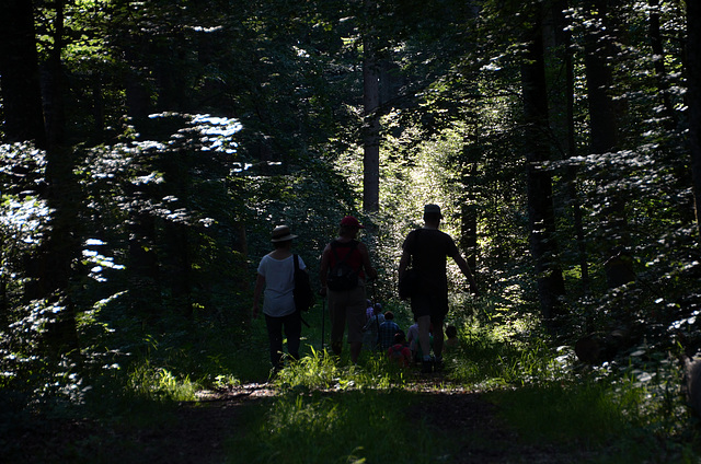 Im Wald da sind die Räuber...