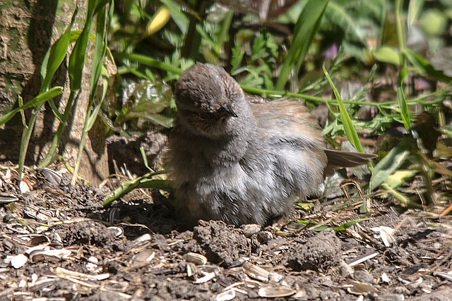 20160504 1392VRTw [D~LIP] Grünfink (Carduelis chloris) [JV], Bad Salzuflen