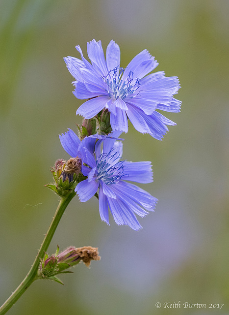 Chicory