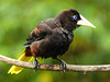 Crested Oropendola / Psarocolius decumanus, Trinidad