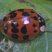 Paratised Ladybird EF7A4579