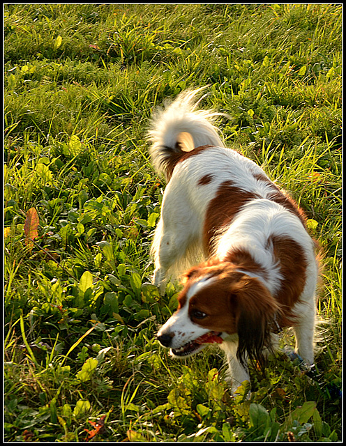 Apple  eating doggy