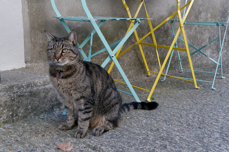 Les chiens assis sont sur les toits mais les chats assis sont au rez-de-chaussée