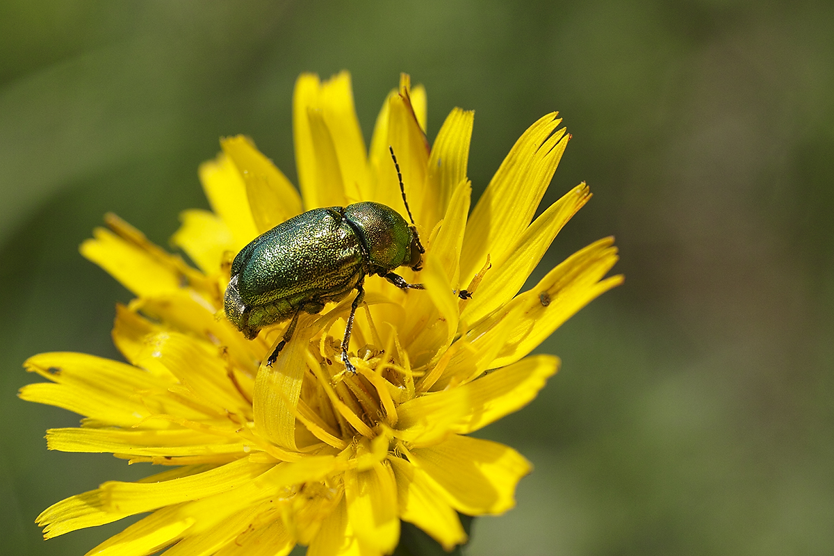 Käfer