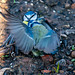 Blue tits fighting