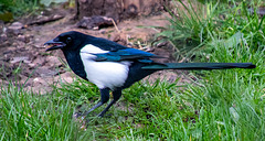 Magpie