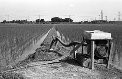 Rice fields