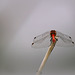 Sympetrum....