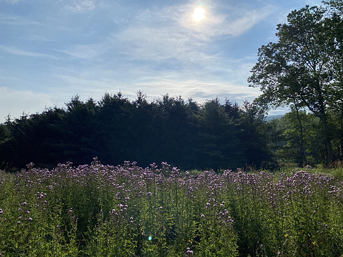 wild flowers