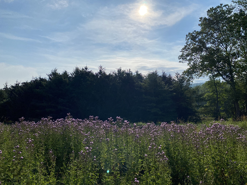 wild flowers
