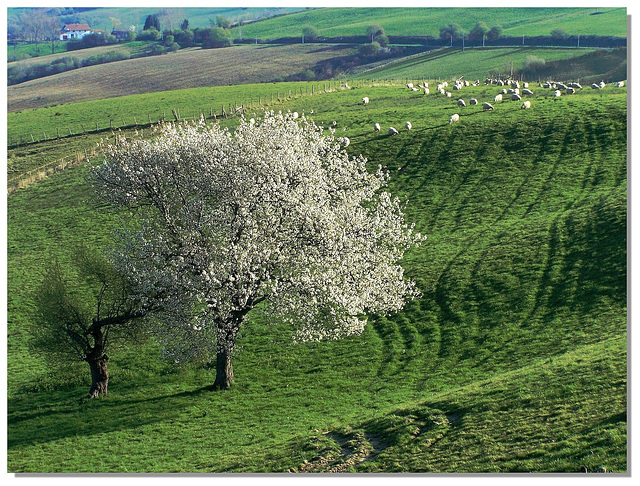 310 Un printemps en Pays Basque.