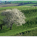 310 Un printemps en Pays Basque.