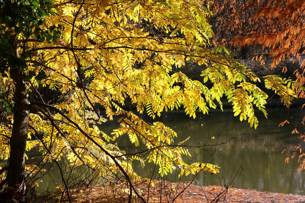 Goldener Spätherbst