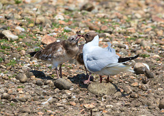 EF7A0327 Black Headed Gull and chick