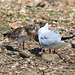 EF7A0327 Black Headed Gull and chick