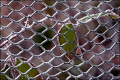 Happy Frost Fence