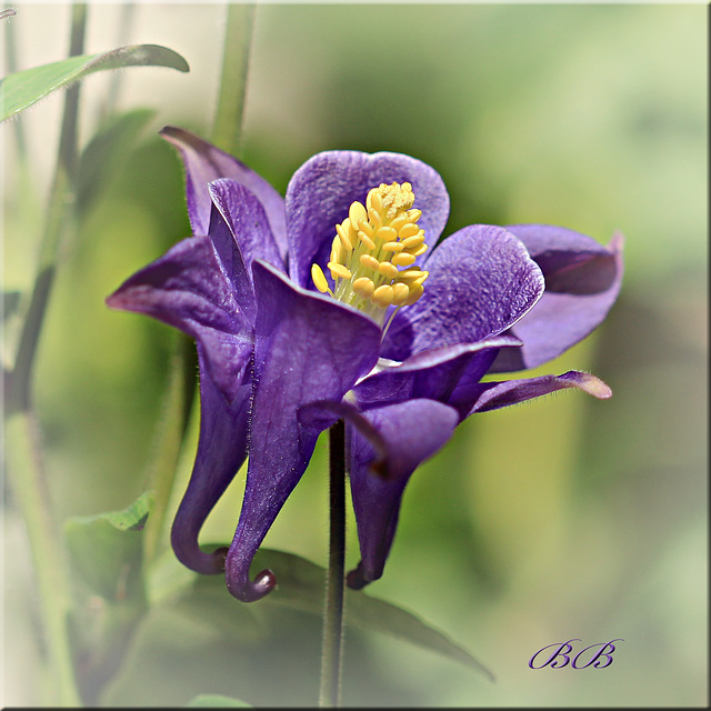 ~ Aquilegia ~