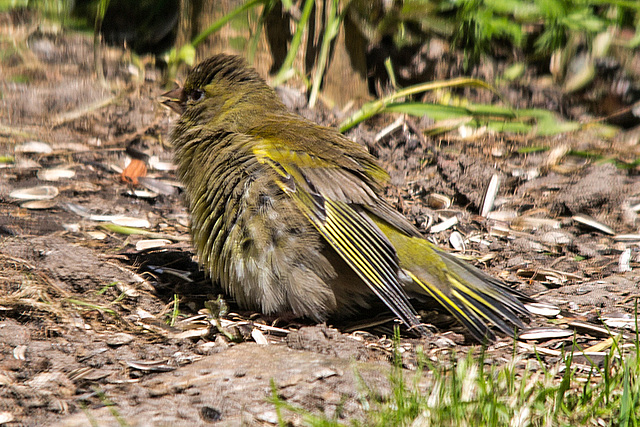 20160504 1395VRTw [D~LIP] Grünfink (Carduelis chloris) [JV], Bad Salzuflen