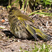 20160504 1395VRTw [D~LIP] Grünfink (Carduelis chloris) [JV], Bad Salzuflen